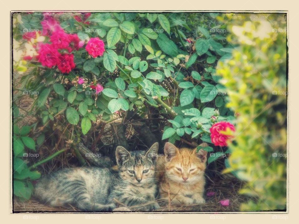 Vincent's Kittens