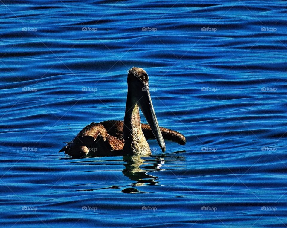 Pelican hunting for fish