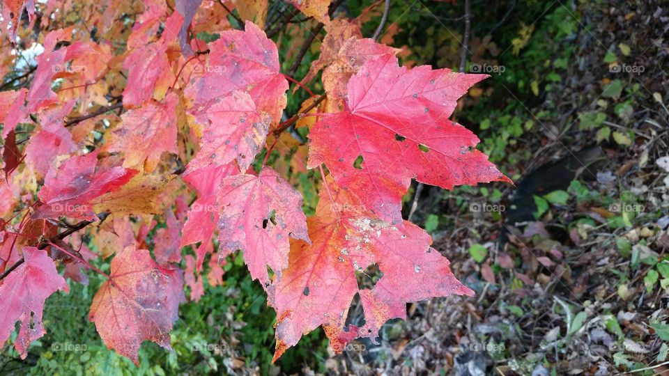 Fall leaves