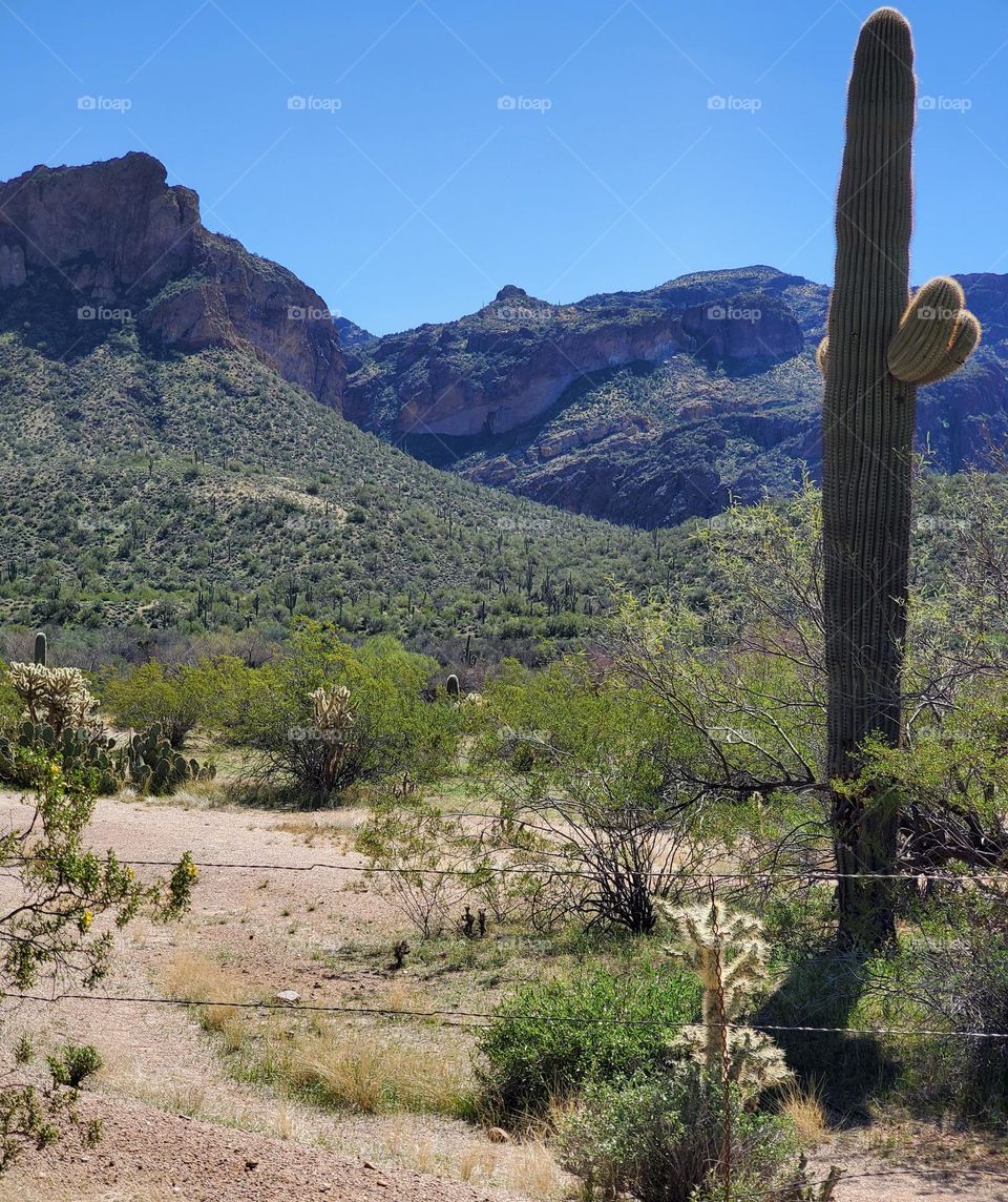 Sonoran Desert in Arizona