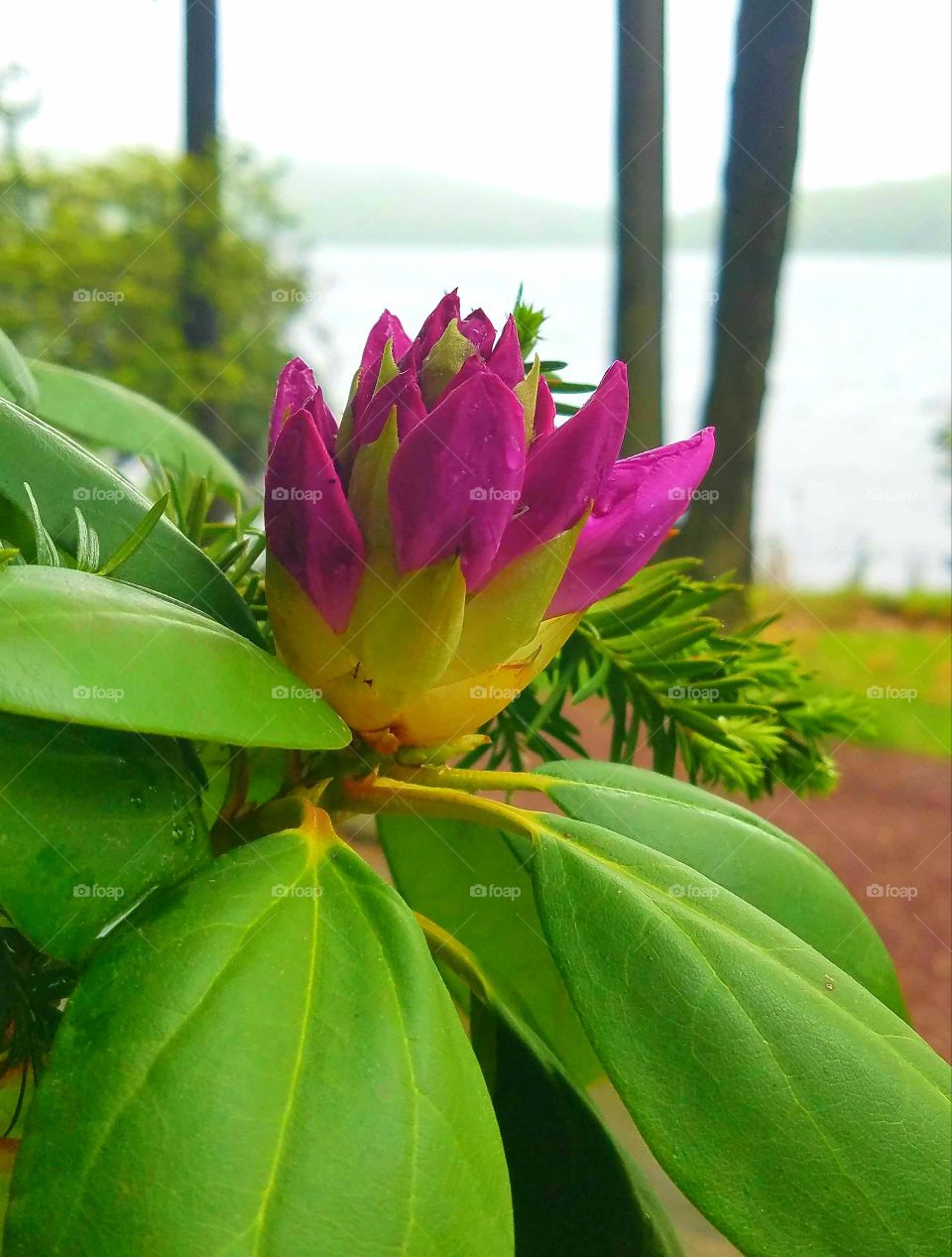 fuschia rhododendron bloom with mountain and lake backdrop