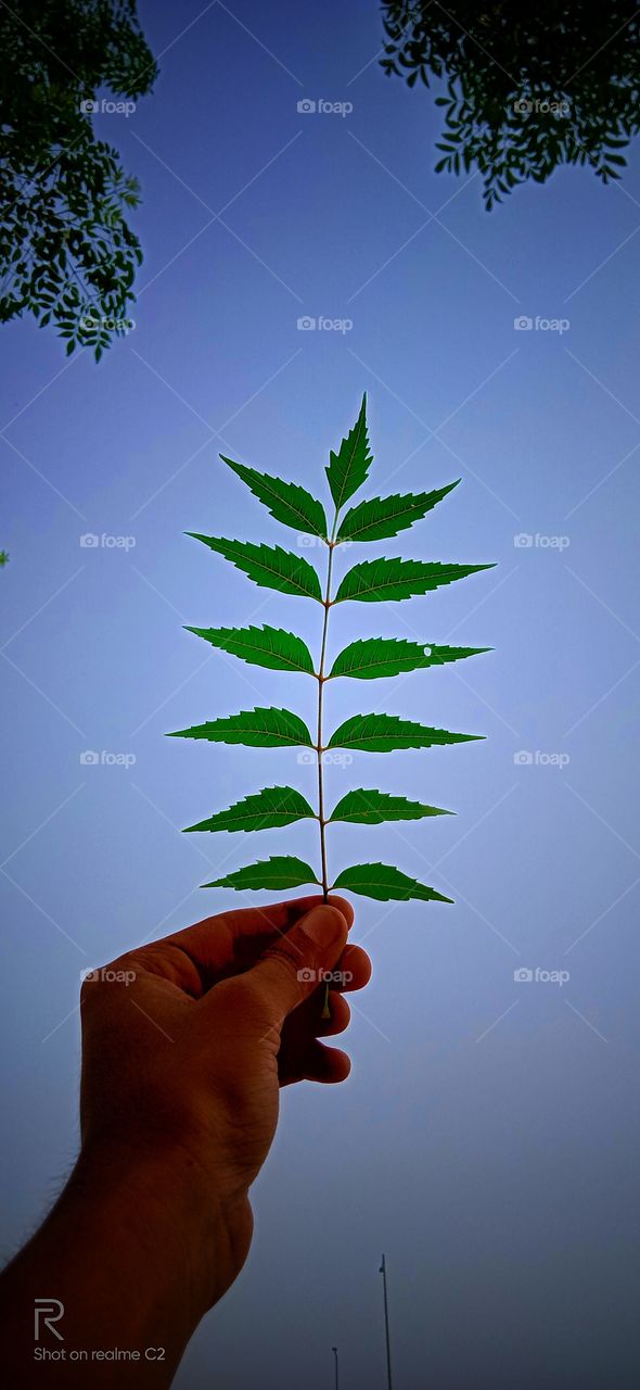 image of neem leaves with a sky background