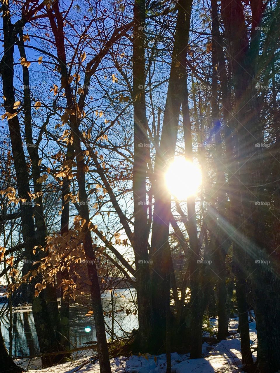 Winter sun through the trees