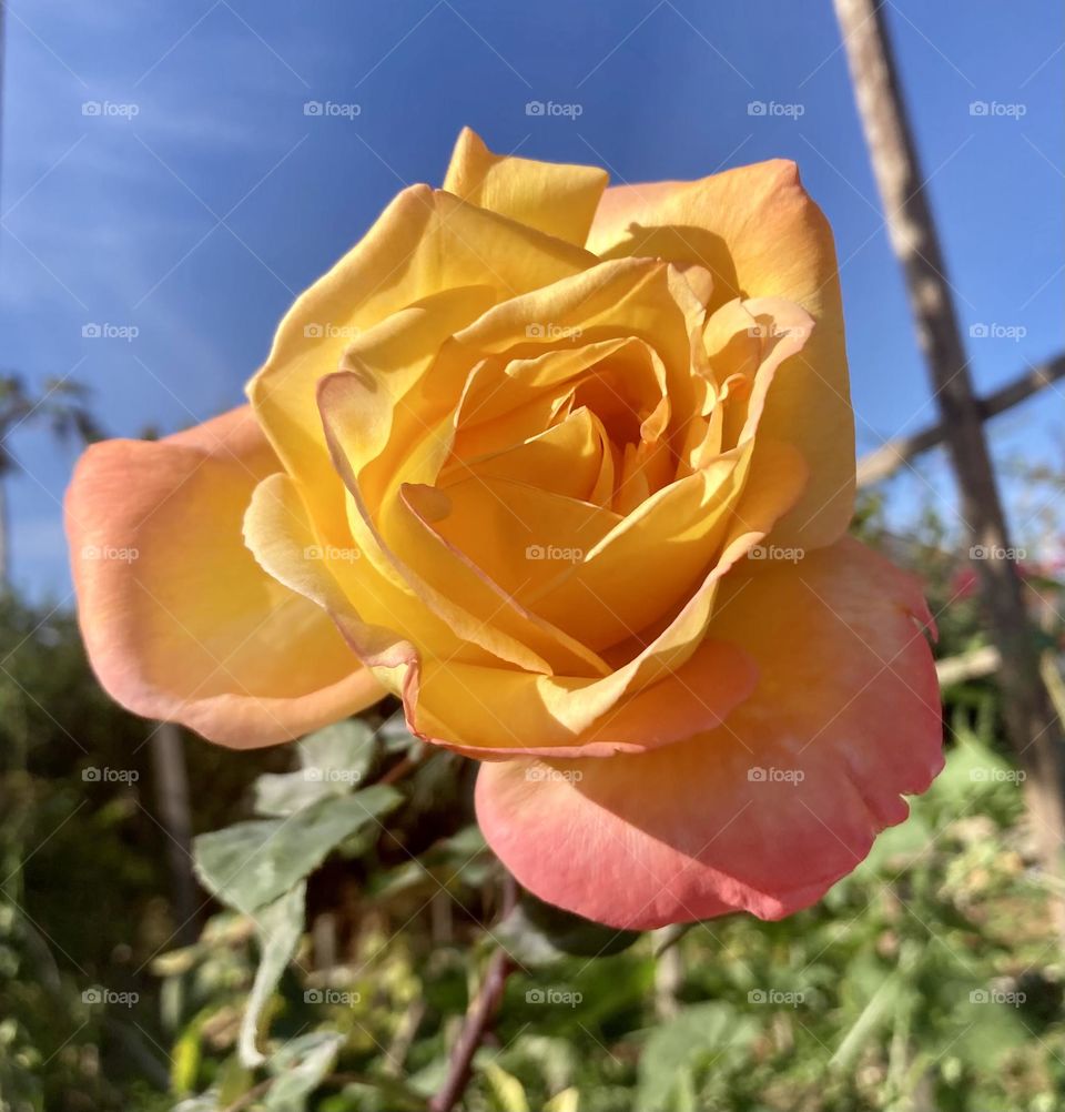 🌹 🇺🇸 Very beautiful flowers to brighten our day.  Live nature and its beauty. Did you like the delicate petals? / 🇧🇷 Flores muito bonitas para alegrar nosso dia. Viva a natureza e sua beleza. Gostaram das pétalas delicadas? 