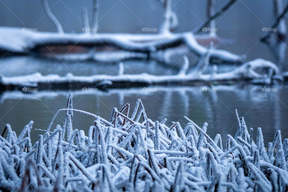 The frozen vegetation along the edge of the lake. Grundy Lakes State Park. Tennessee. 