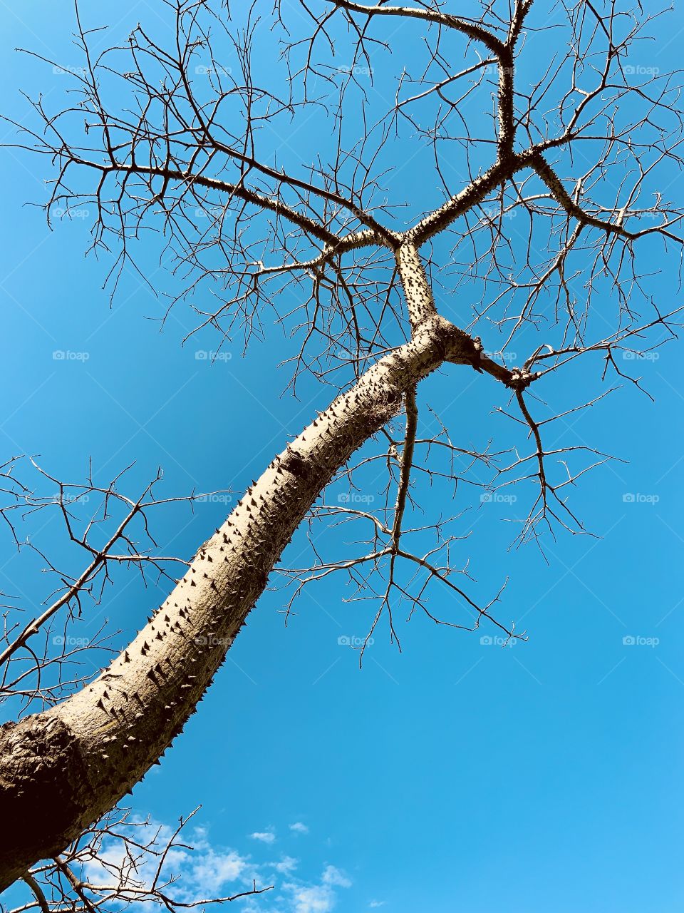 Tree with thorns on the trunk against sky background. Different view