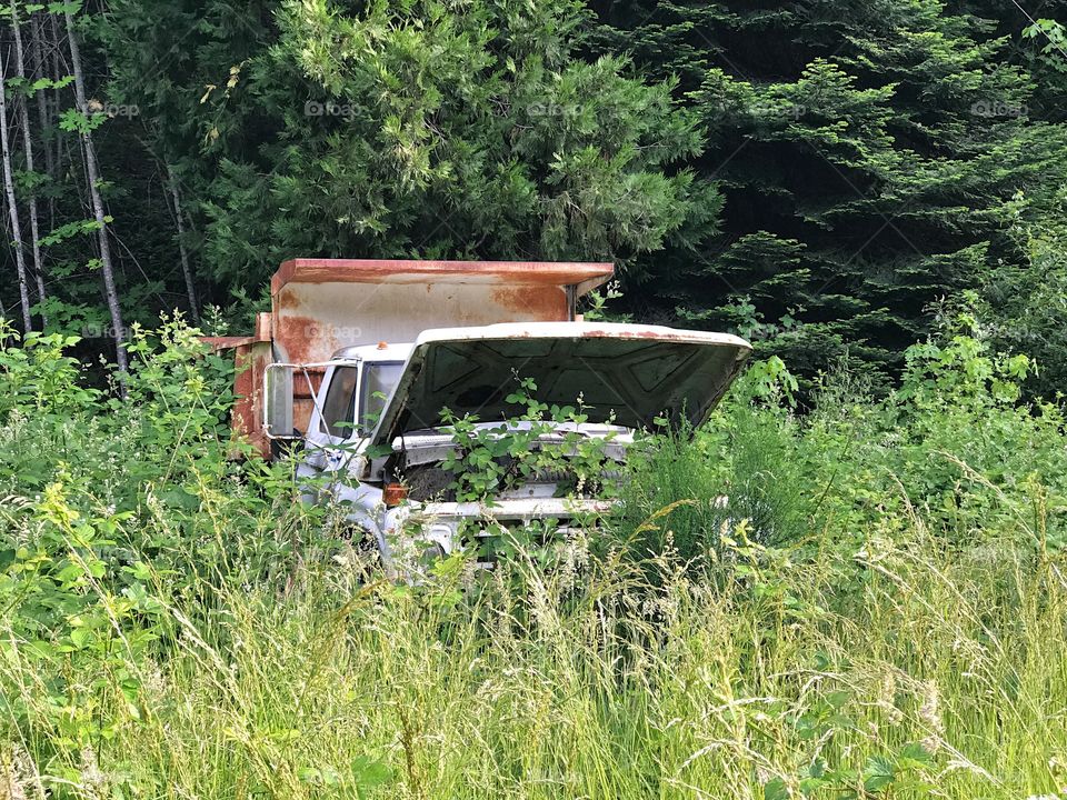 An old rusted dump truck with its hood up overrun by vegetation from being abandoned in the forest. 