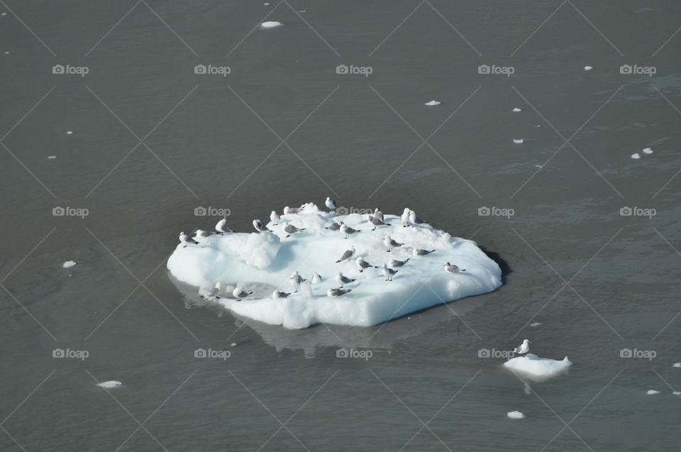 Seagulls on the iceberg