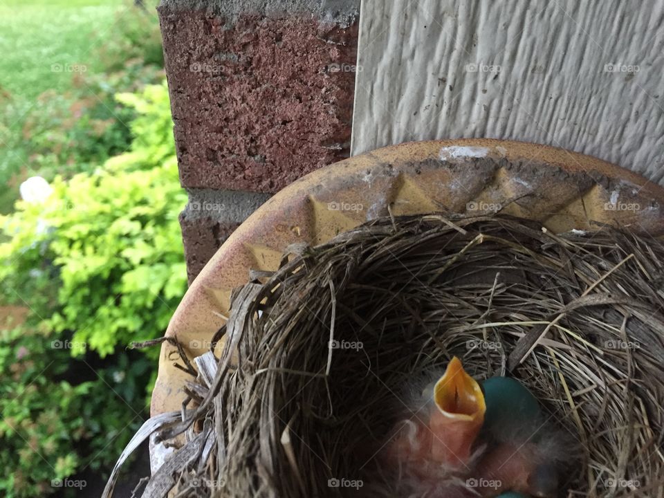 Hungry Robins . Baby robins waiting for a worm.