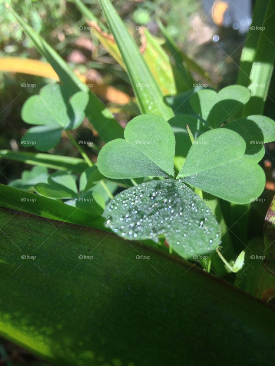 Clover dew 