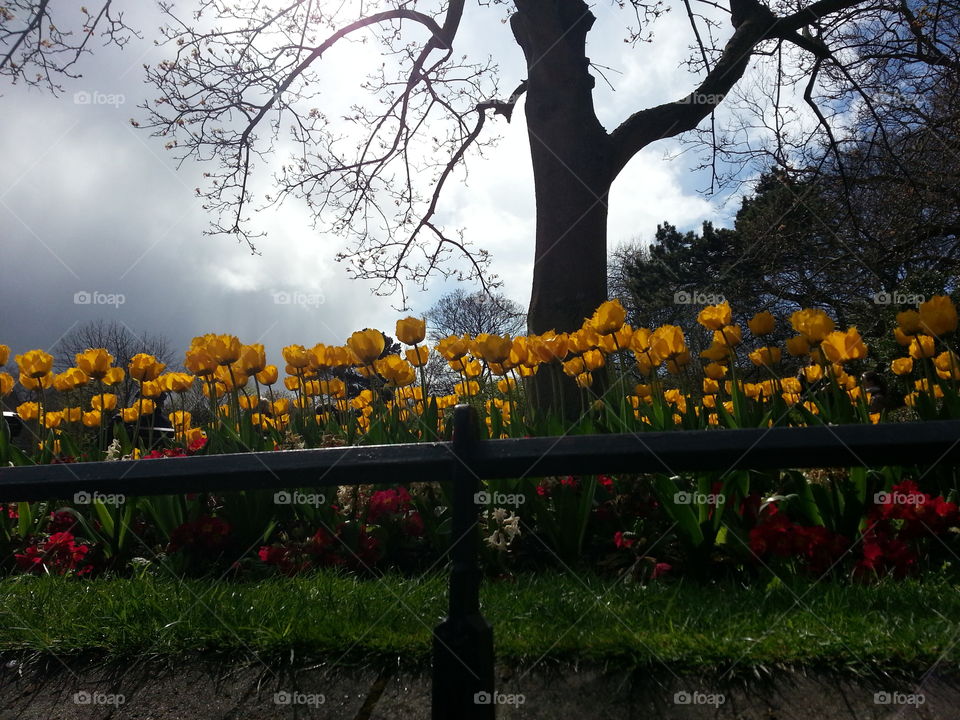 flowers in a park