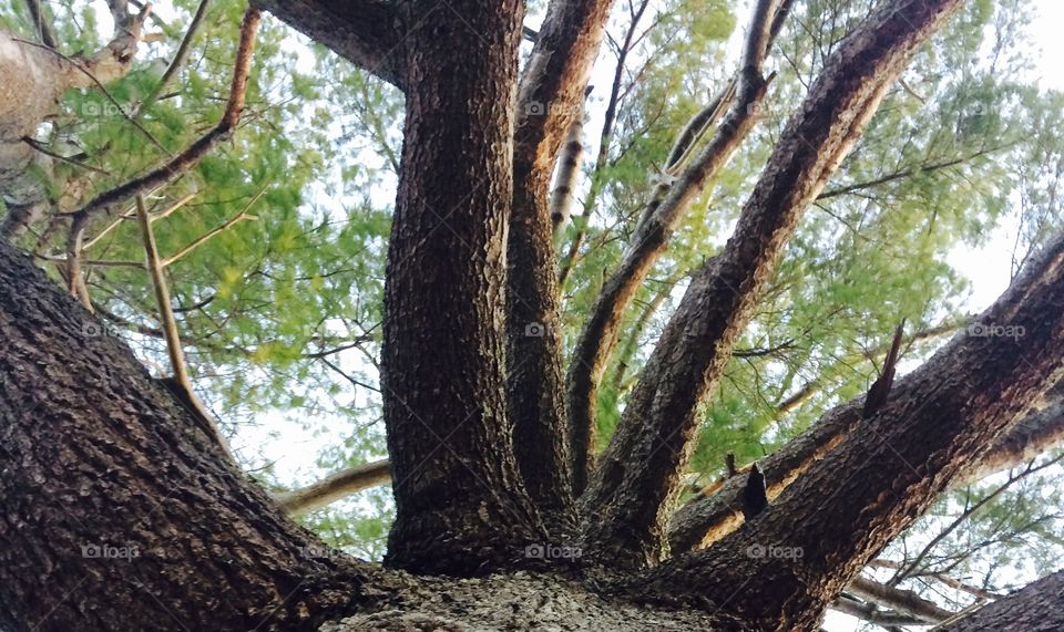 Huge pine tree