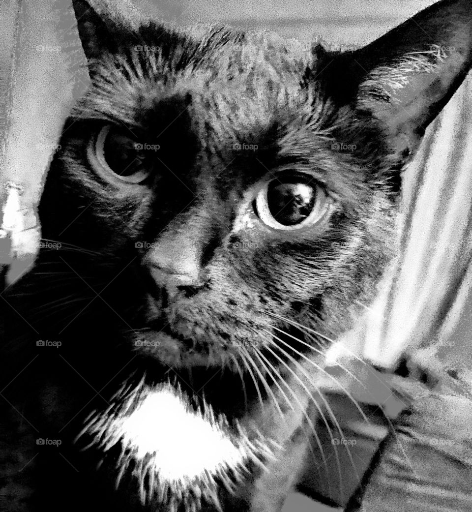 Cat, Kitten, Animal, Monochrome, Eye