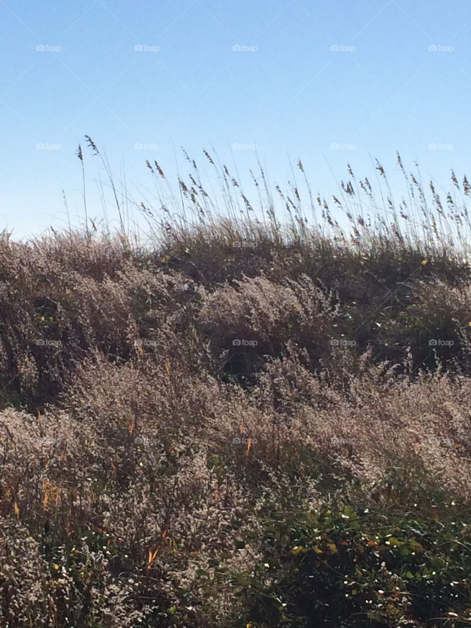 Dunes . Dunes in front of cottage!