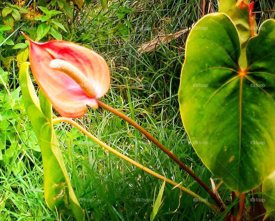 Anthurium