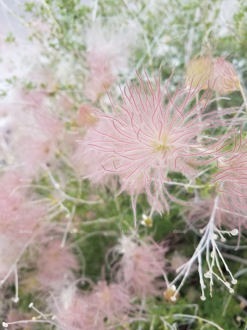 unique flower