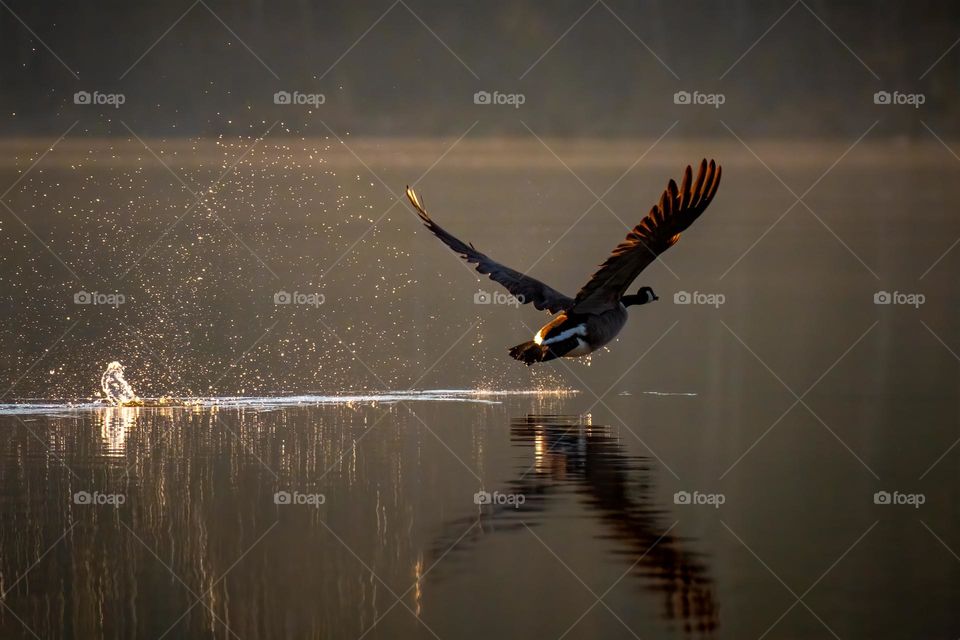 Canada goose achieving liftoff from the lake. 