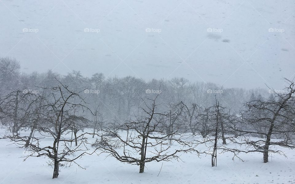 Apple orchard in the winter