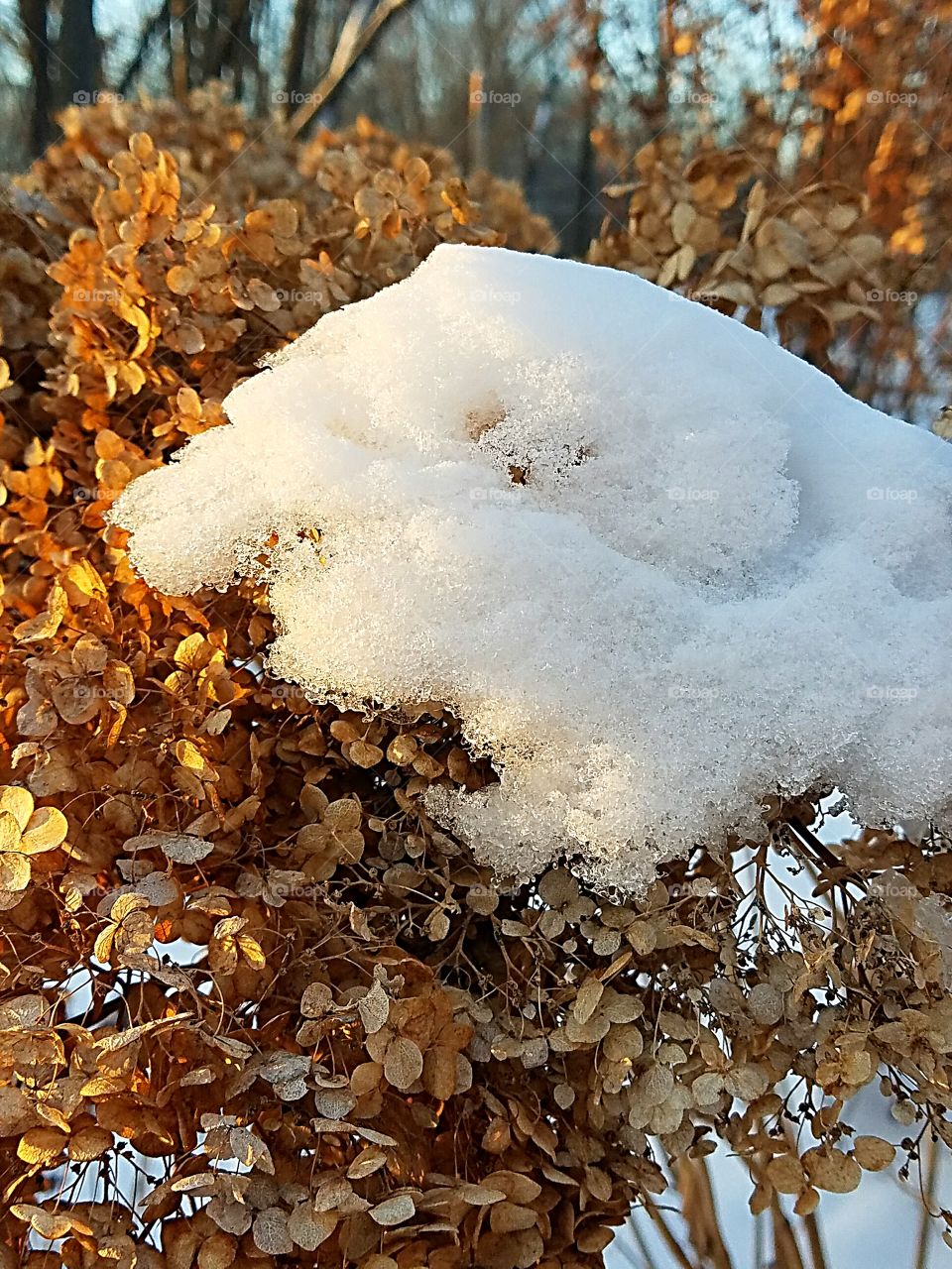 snow on a winter hydrangea