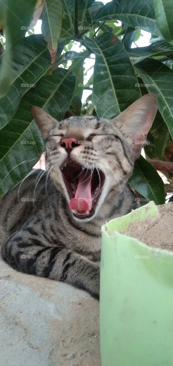 A Lil 🐈cute cat😸 can make 😍your day with 😺its cuteness. Agree??😌