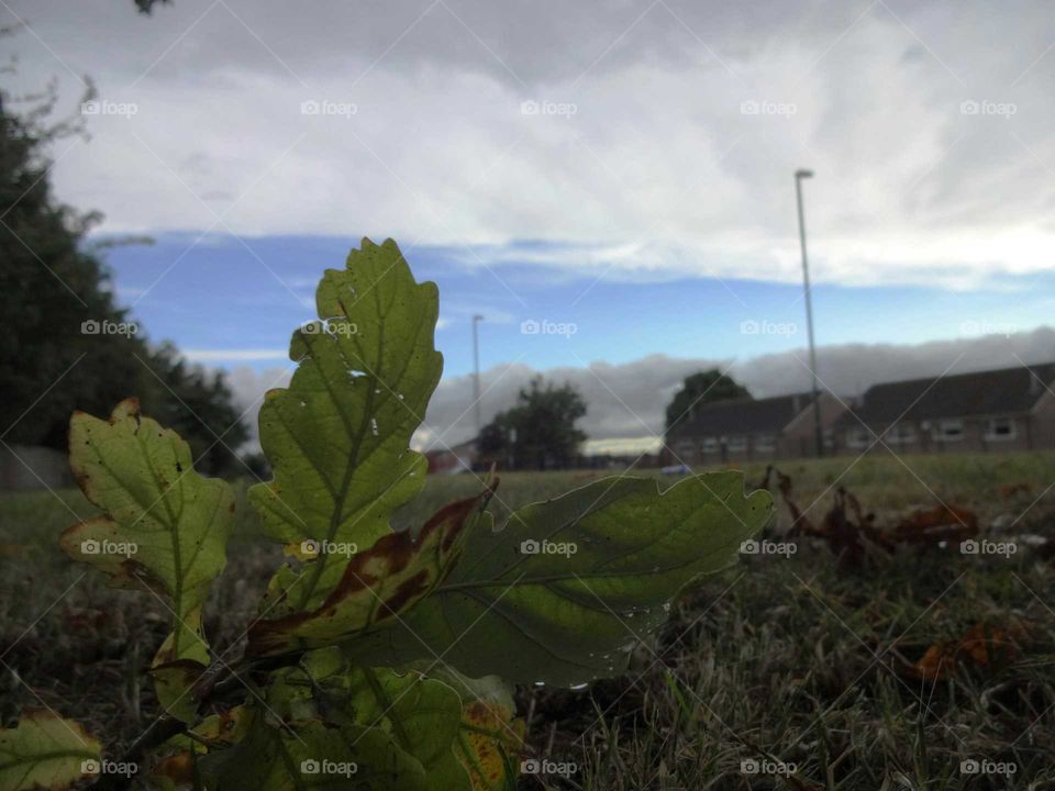 My point of view behind the leaf -amazing storm sky