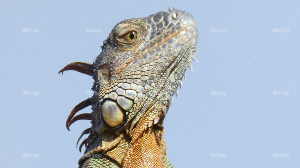 iguana