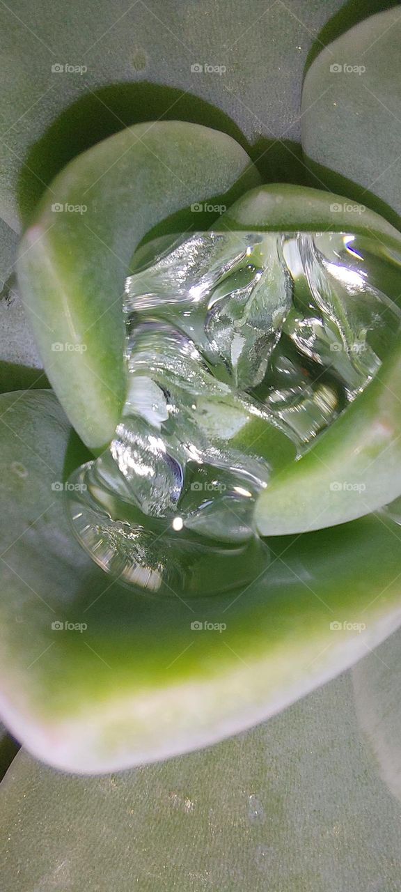 Water caught from rain