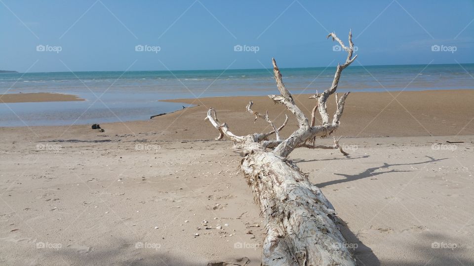 Fallen tree on sand