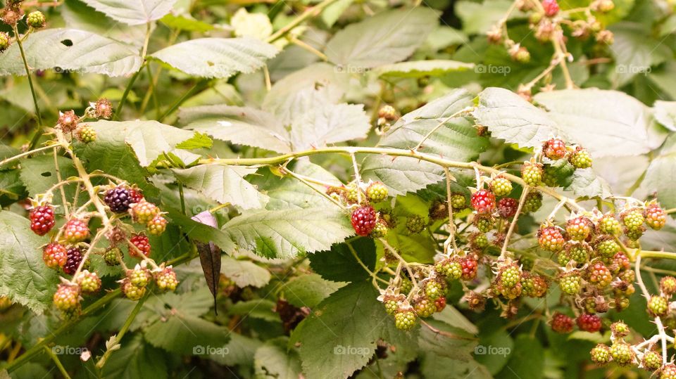 Raspberries 