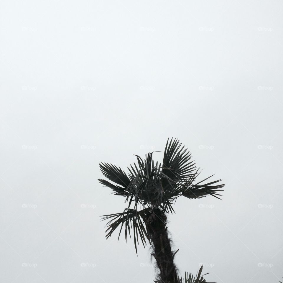Palm tree
