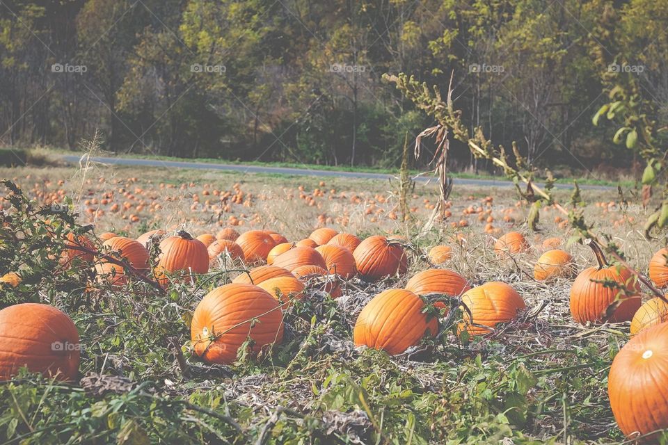 Pumpkins in a field 
