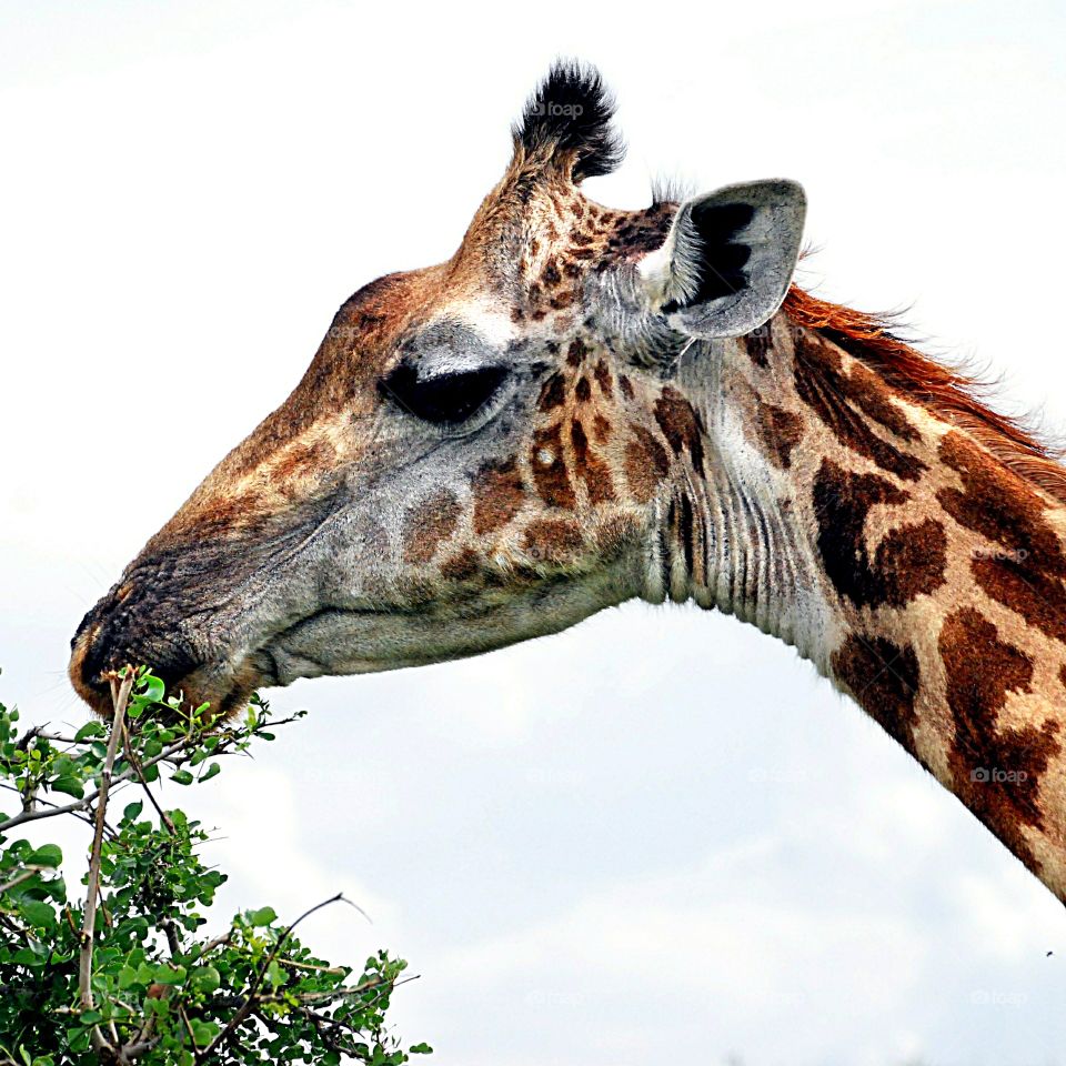 Giraffe. Giraffe eating from a tree