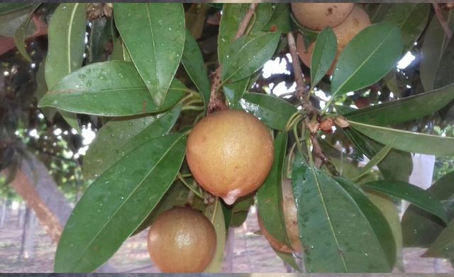 fresh fruits