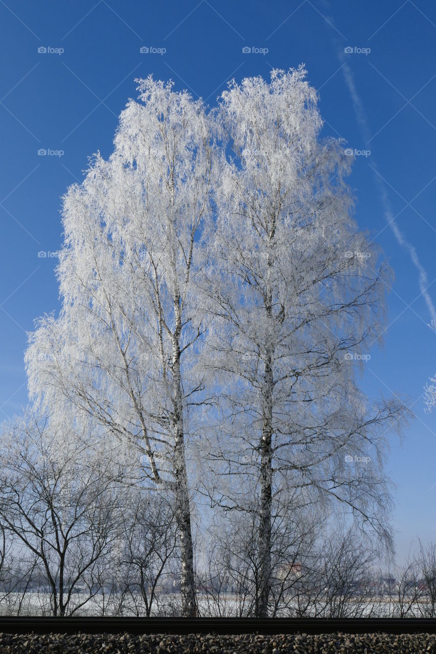 white tree