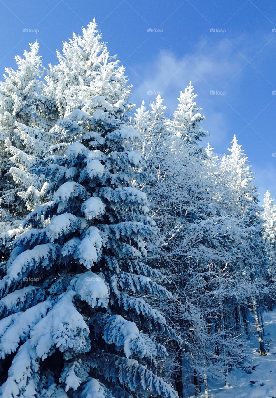 snow covered trees in the mountains