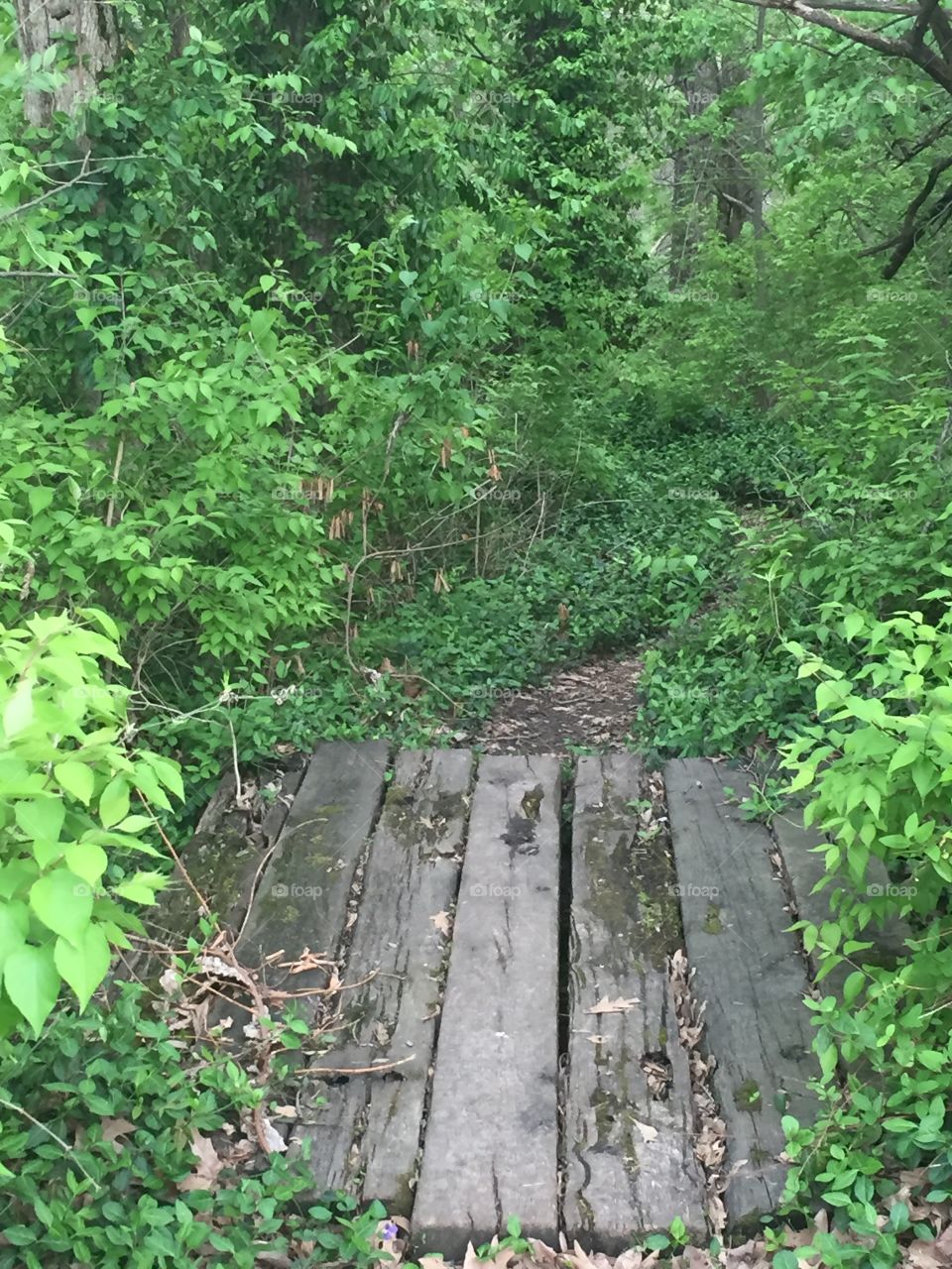 Trail in the woods
