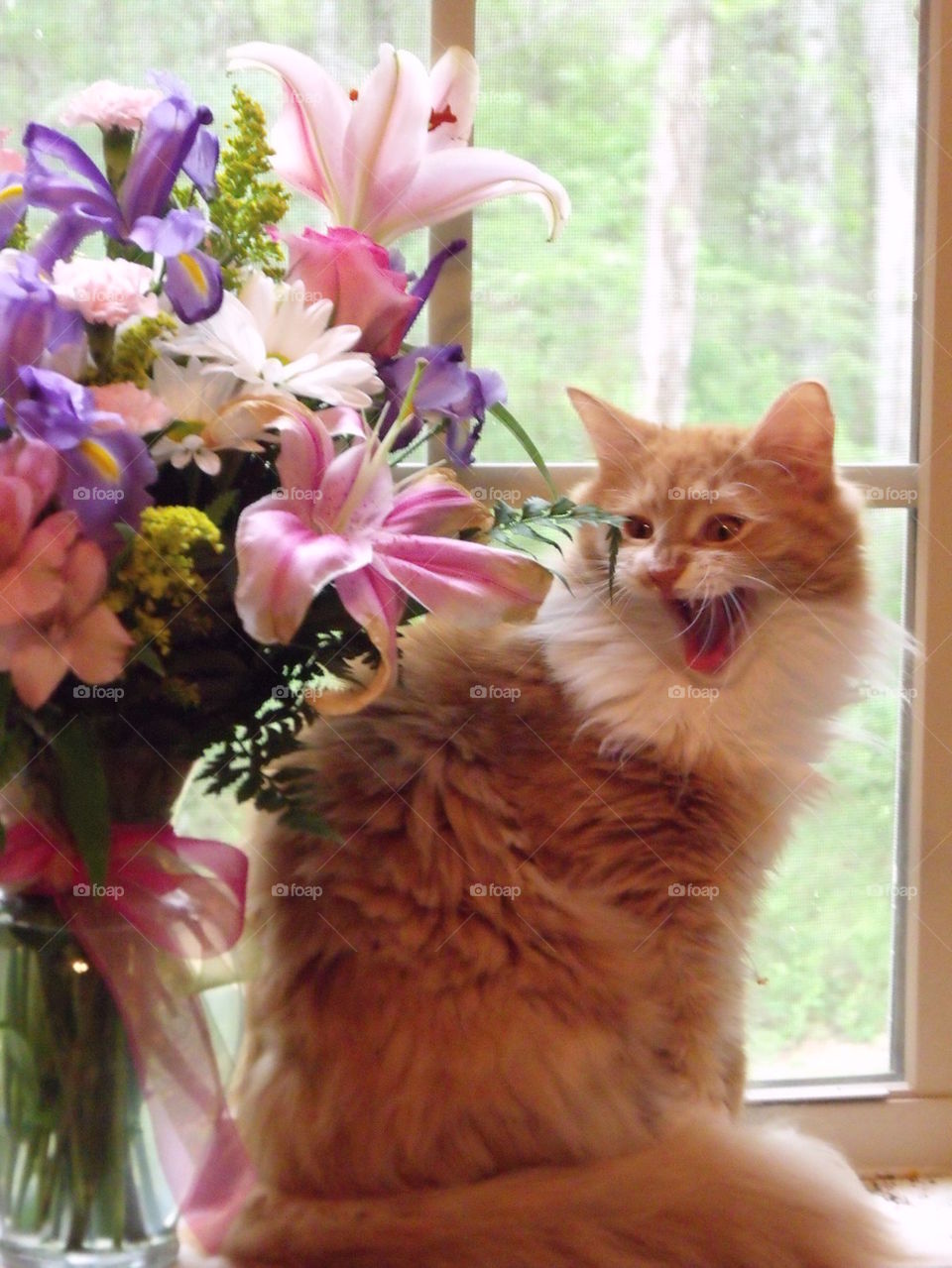 angry cat with flowers