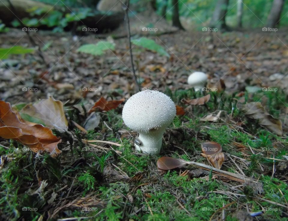 Common puff mushroom with little insect, closeup, autumn forest