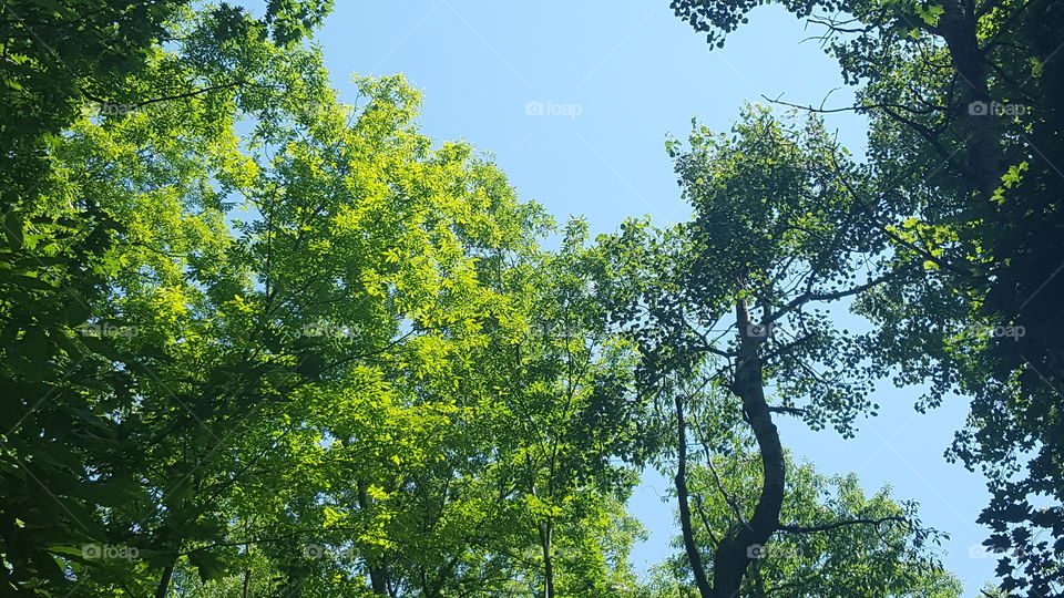 Low angle view of trees