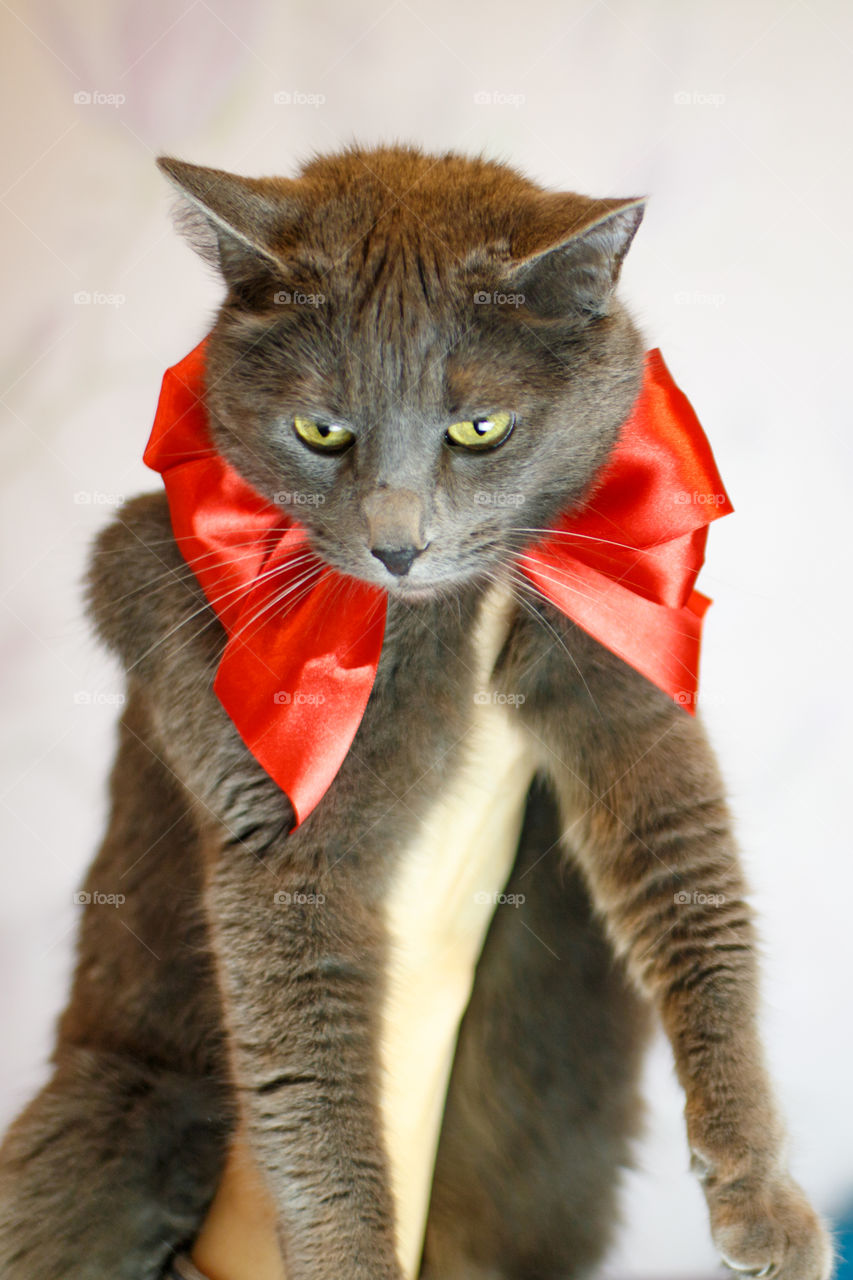 Russian blue cat with a red bow on her neck
