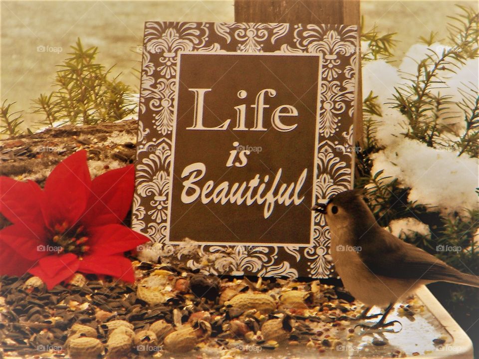 life is beautiful