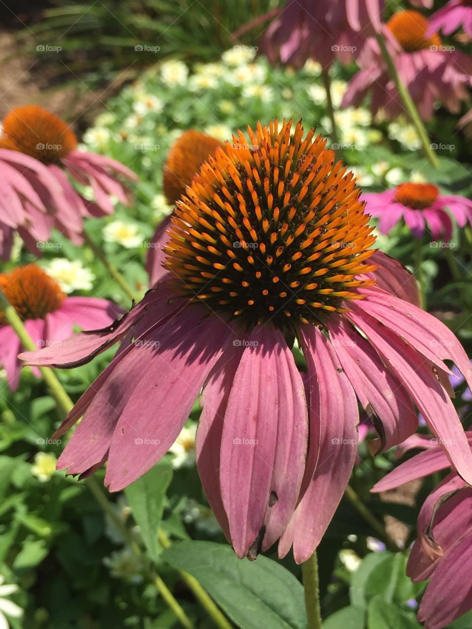 Pink Coneflower