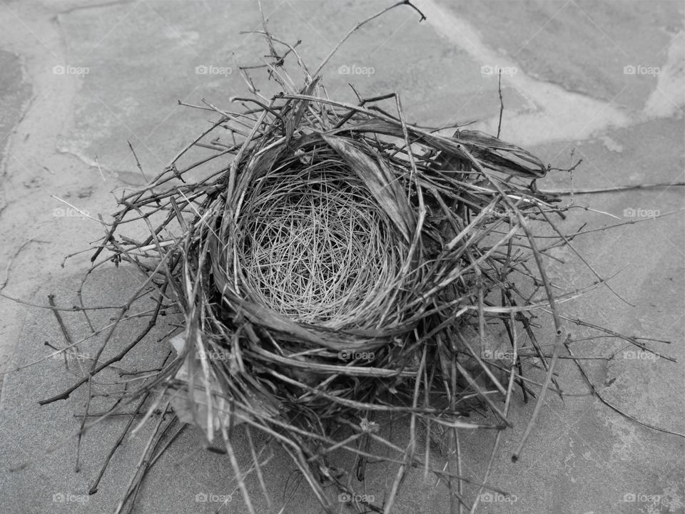 Empty Nest