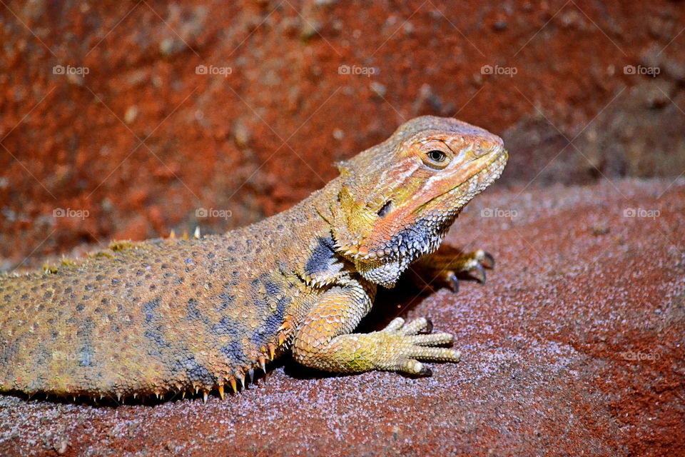 Lizard