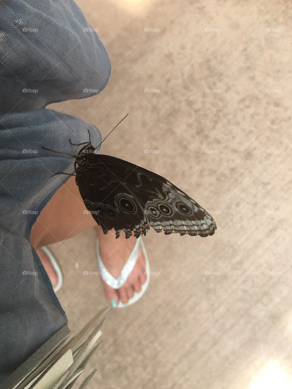 Butterfly on dress