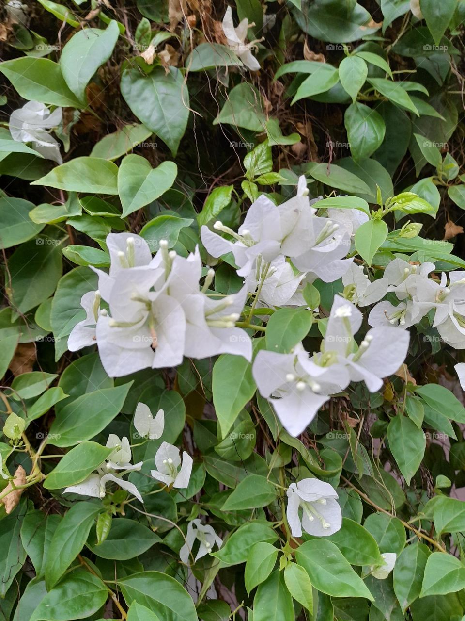 The beauty of white bougainvillea is unexplainable.