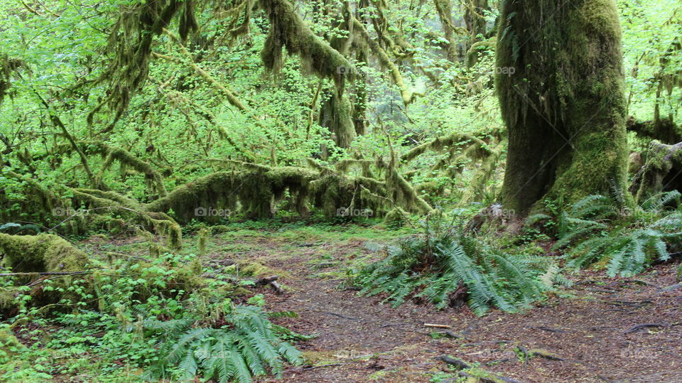 Hall of Mosses Trail, Hoh rainforest, Olympic National Park. 