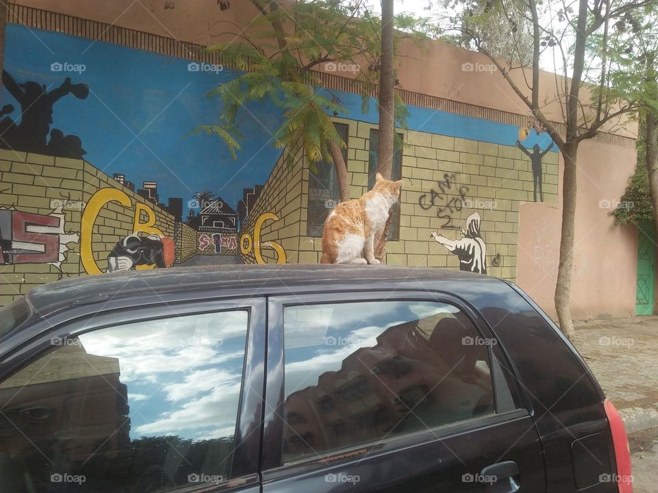 Beautiful cat on car looking at painting wall.