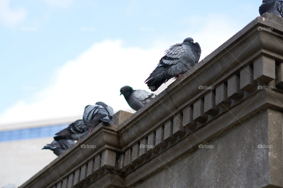 Grey and Blue