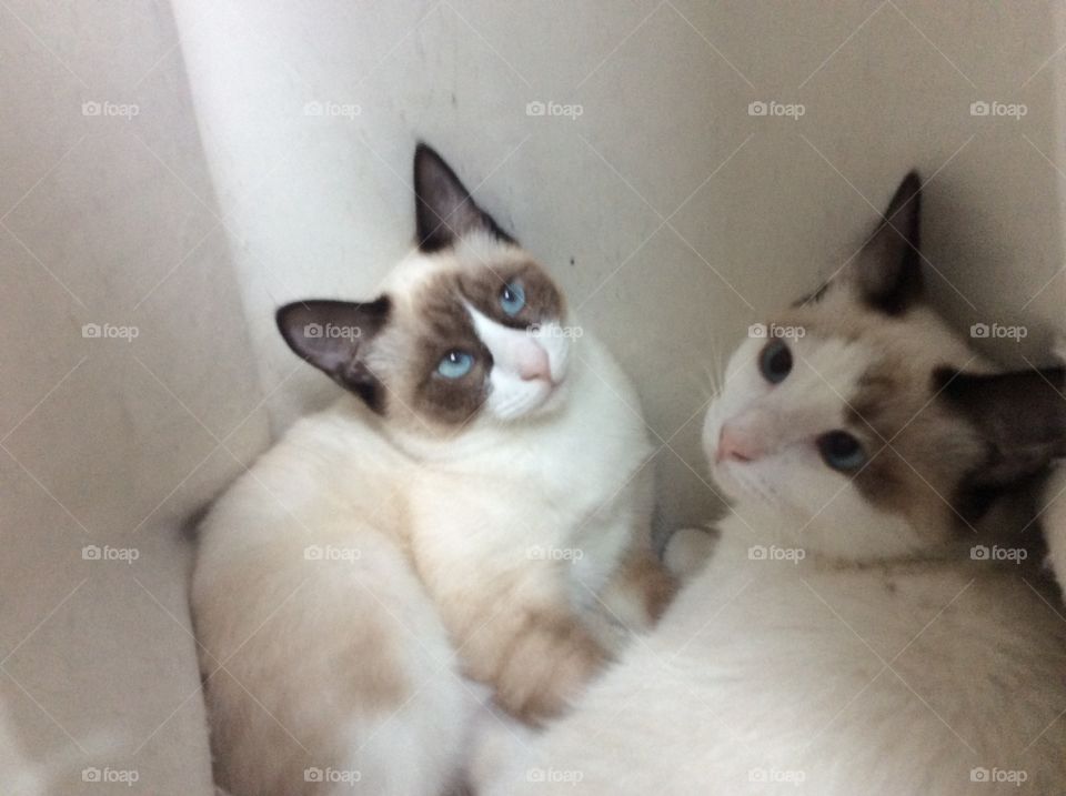 Two cute sable point Siamese cats sitting together on a pillow